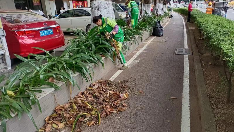 四川苗木基地的优与劣：揭秘其背后的秘密**