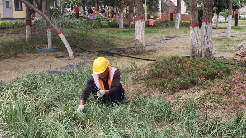苗木种植技术视频教程：掌握关键步骤，提升成活率**