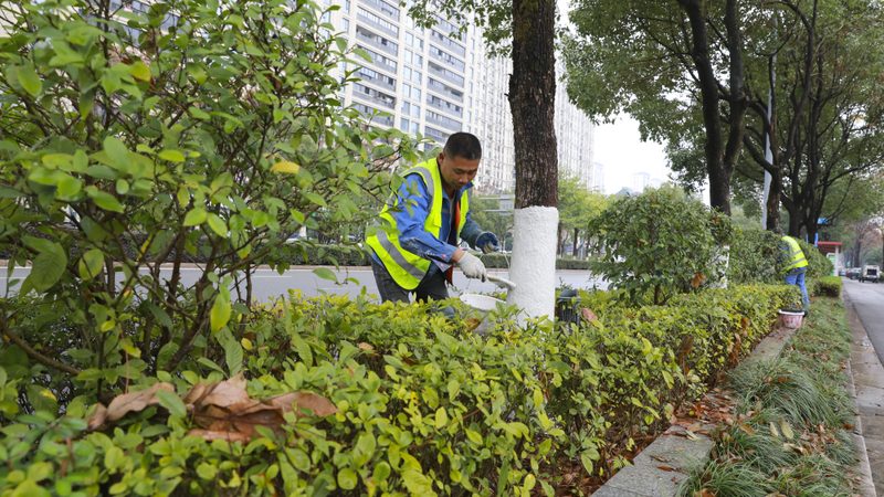 灌木类道路绿化苗木高度标准解析**