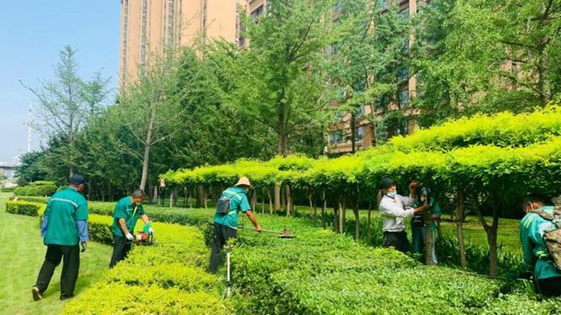草坪春夏有机肥推荐：如何选择合适的肥料助力草坪生长